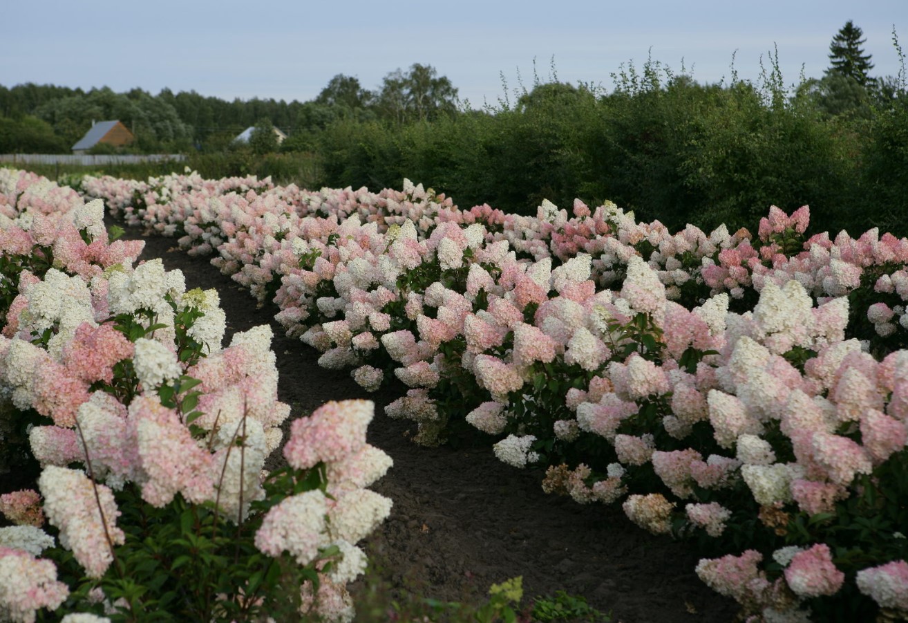 Hvordan vælger man den perfekte frøplante af spidshort hortensia: her er hvad man skal kigge efter