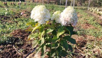 Hvordan vælger man den perfekte frøplante af spidshort hortensia: her er hvad man skal kigge efter