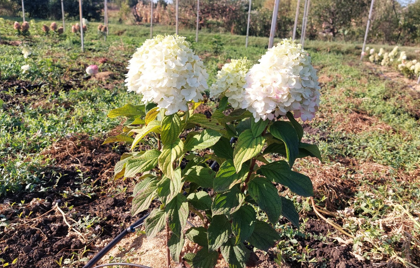 Hvordan vælger man den perfekte frøplante af spidshort hortensia: her er hvad man skal kigge efter