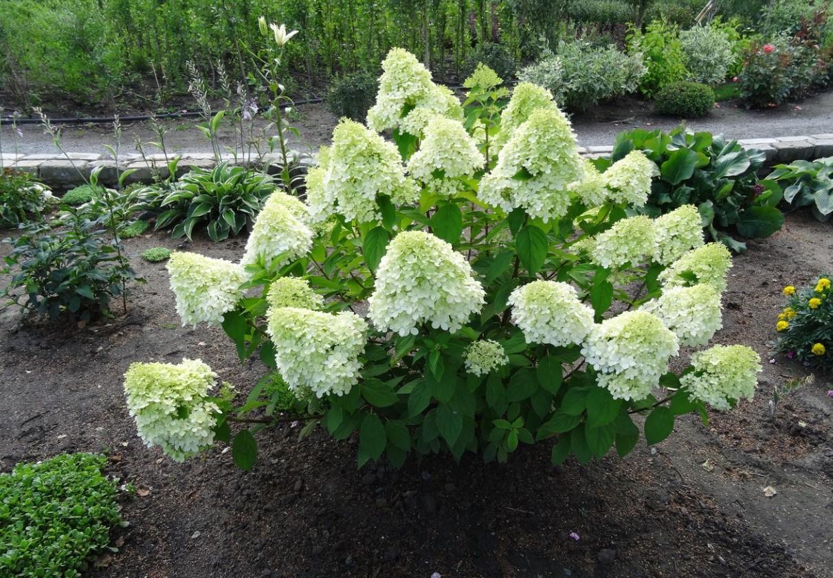Hvordan vælger man den perfekte frøplante af spidshort hortensia: her er hvad man skal kigge efter