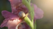 Hvornår og hvordan man planter gladioler: råd til danske gartnere