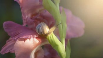 Hvornår og hvordan man planter gladioler: råd til danske gartnere