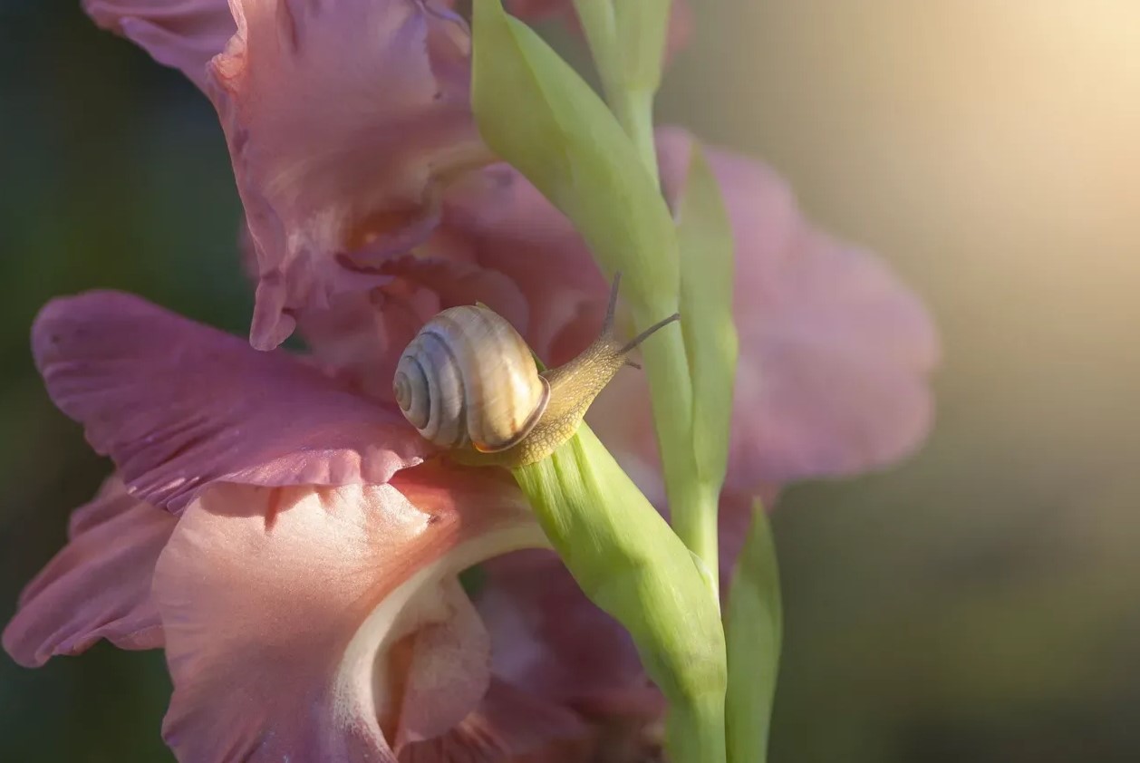 Hvornår og hvordan man planter gladioler: råd til danske gartnere