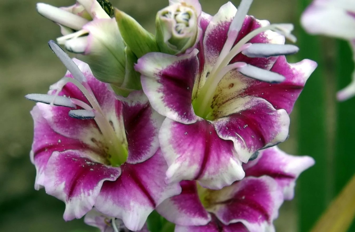 Hvornår og hvordan man planter gladioler: råd til danske gartnere