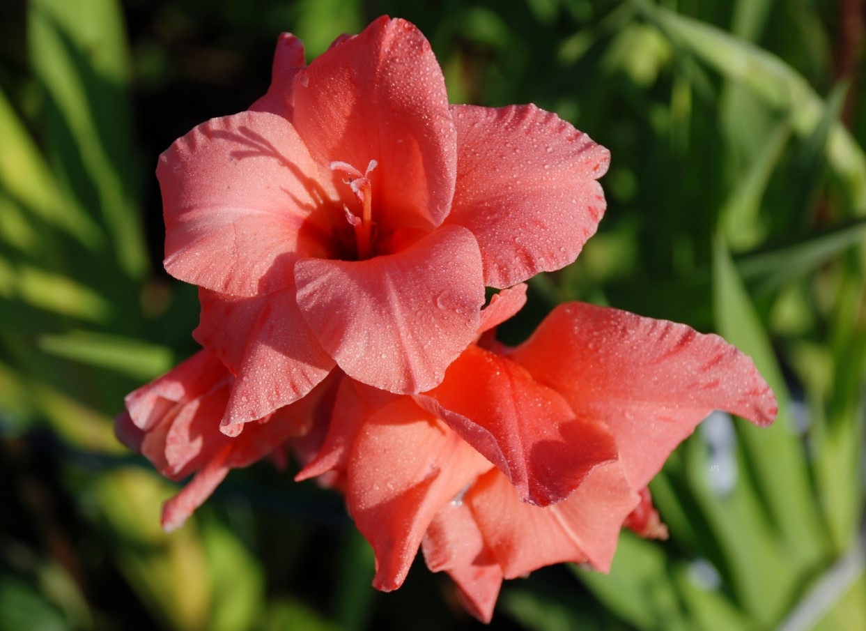 Hvornår og hvordan man planter gladioler: råd til danske gartnere