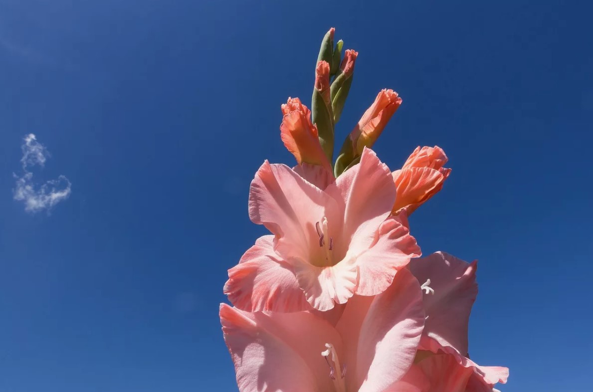 Hvornår og hvordan man planter gladioler: råd til danske gartnere