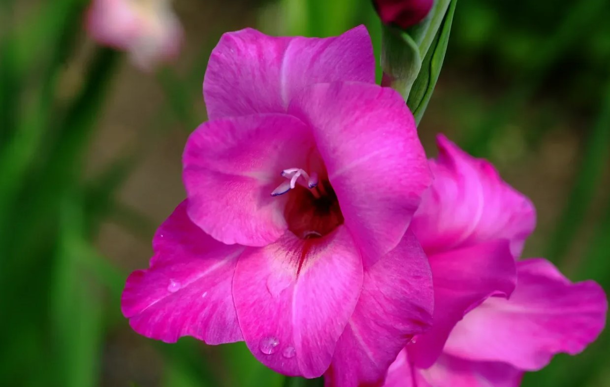 Hvornår og hvordan man planter gladioler: råd til danske gartnere