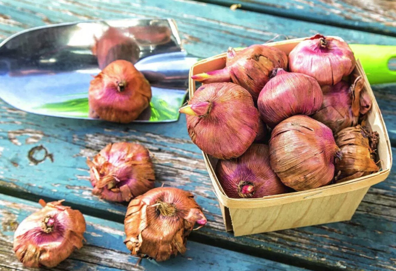 Hvornår og hvordan man planter gladioler: råd til danske gartnere