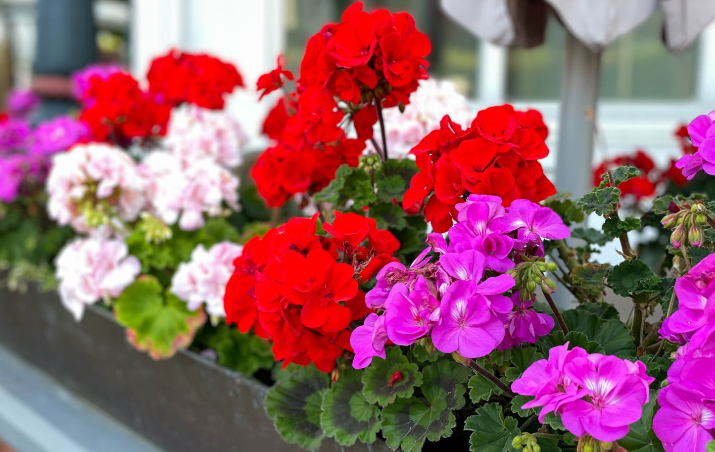 Hvordan virker gødning fra kartofler på pelargonier? Det virker simpelthen mirakuløst! Sådan tilbereder du det