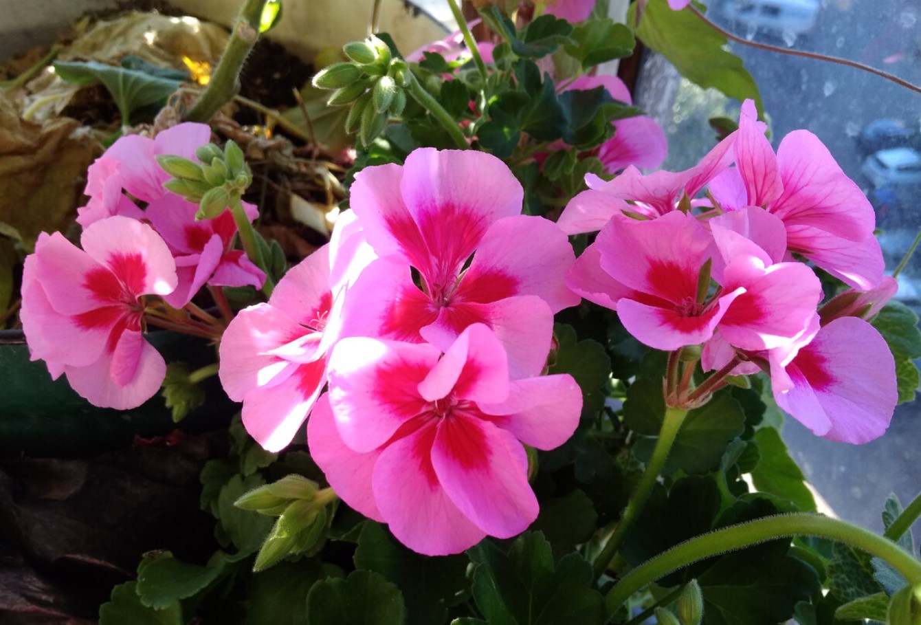 Hvordan virker gødning fra kartofler på pelargonier? Det virker simpelthen mirakuløst! Sådan tilbereder du det