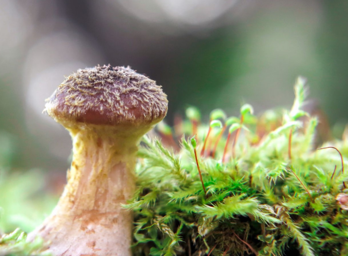 Armillaria gallica