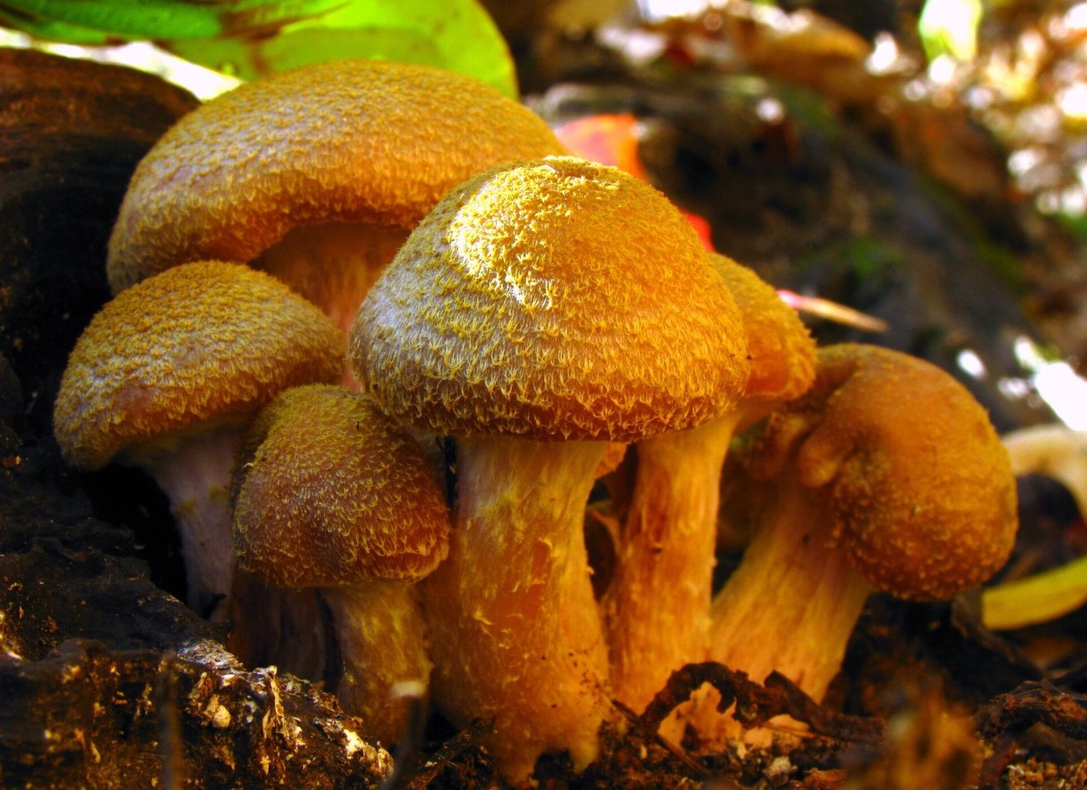 Armillaria gallica