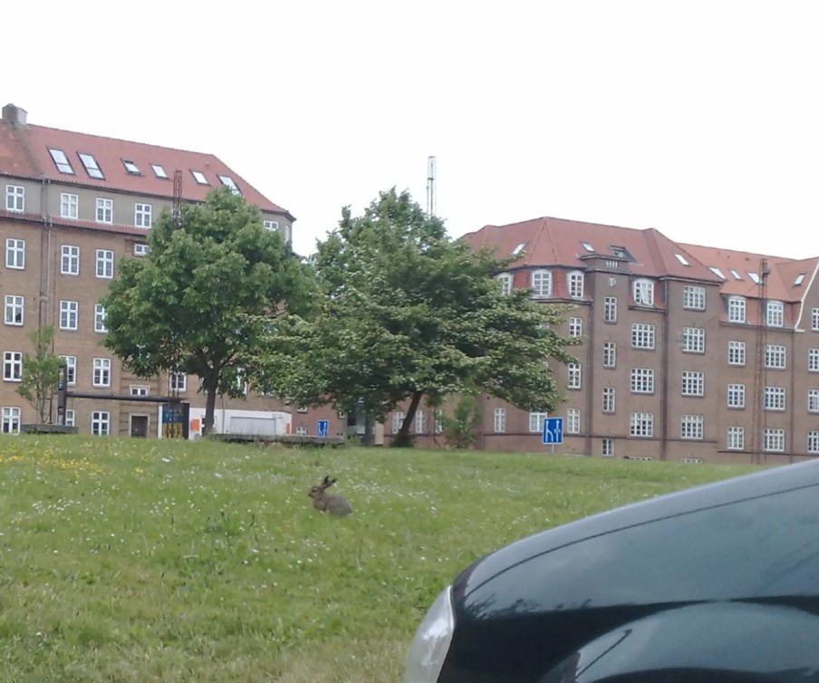 Danske byer viste sig at være det bedste sted for vilde harer at bo