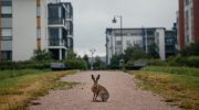 Danske byer viste sig at være det bedste sted for vilde harer at bo