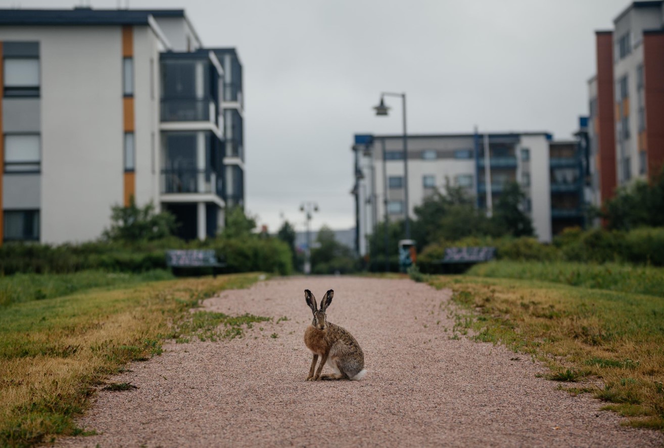 Danske byer viste sig at være det bedste sted for vilde harer at bo