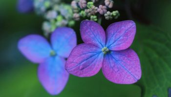 Blomstrer din hortensia sparsomt? En tysk gartner med 20 års erfaring har udnævnt den bedste gødning til juni