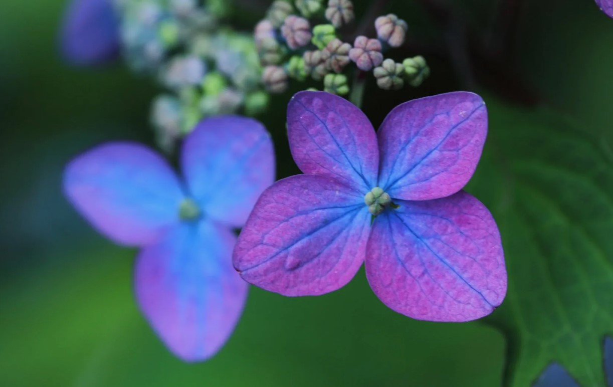 Blomstrer din hortensia sparsomt? En tysk gartner med 20 års erfaring har udnævnt den bedste gødning til juni