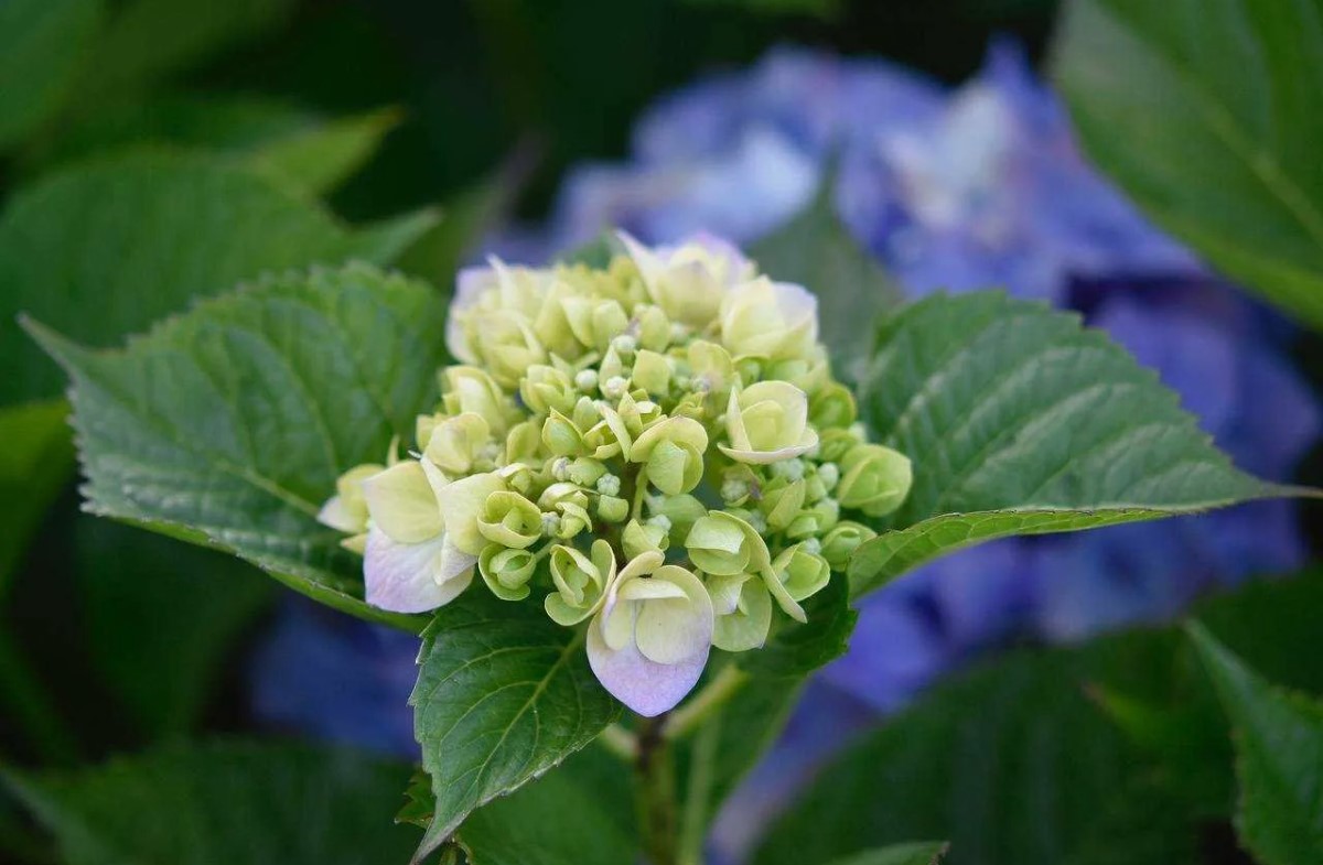 Blomstrer din hortensia sparsomt? En tysk gartner med 20 års erfaring har udnævnt den bedste gødning til juni