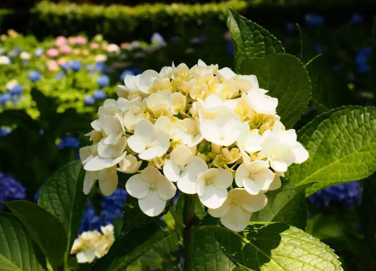 Blomstrer din hortensia sparsomt? En tysk gartner med 20 års erfaring har udnævnt den bedste gødning til juni