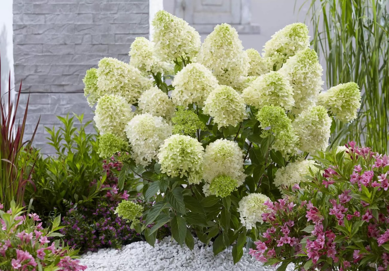 Vildblomstret eller storbladet hortensia: hvilken skal man vælge, og hvad er forskellen mellem dem?