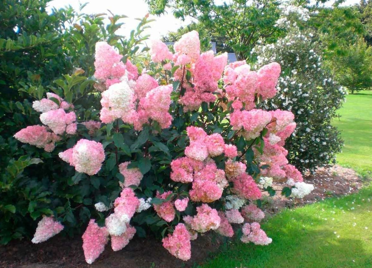 Vildblomstret eller storbladet hortensia: hvilken skal man vælge, og hvad er forskellen mellem dem?