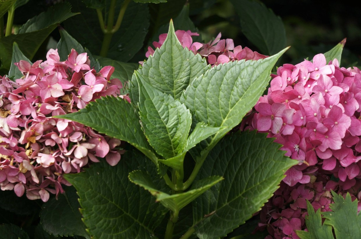 Vildblomstret eller storbladet hortensia: hvilken skal man vælge, og hvad er forskellen mellem dem?