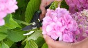 Vildblomstret eller storbladet hortensia: hvilken skal man vælge, og hvad er forskellen mellem dem?