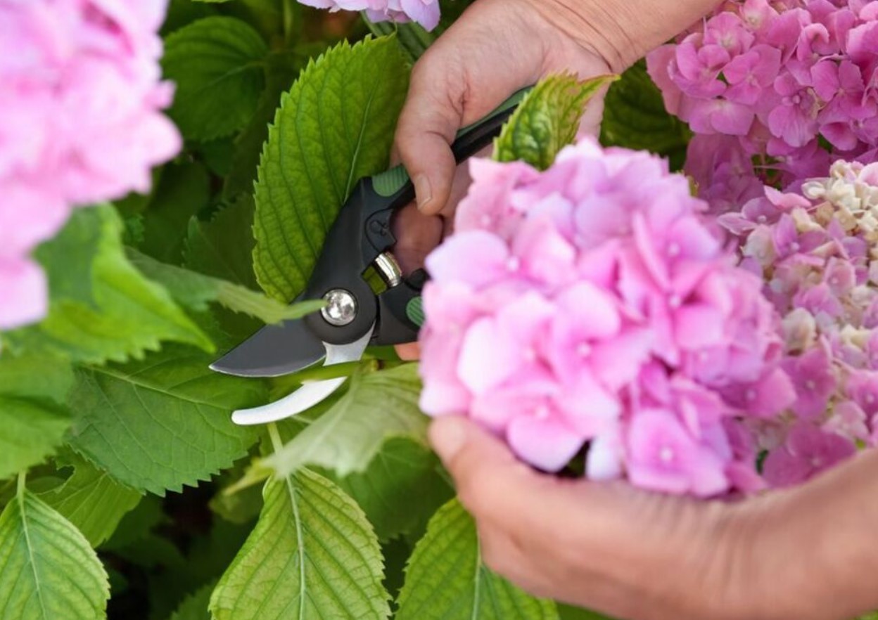 Vildblomstret eller storbladet hortensia: hvilken skal man vælge, og hvad er forskellen mellem dem?