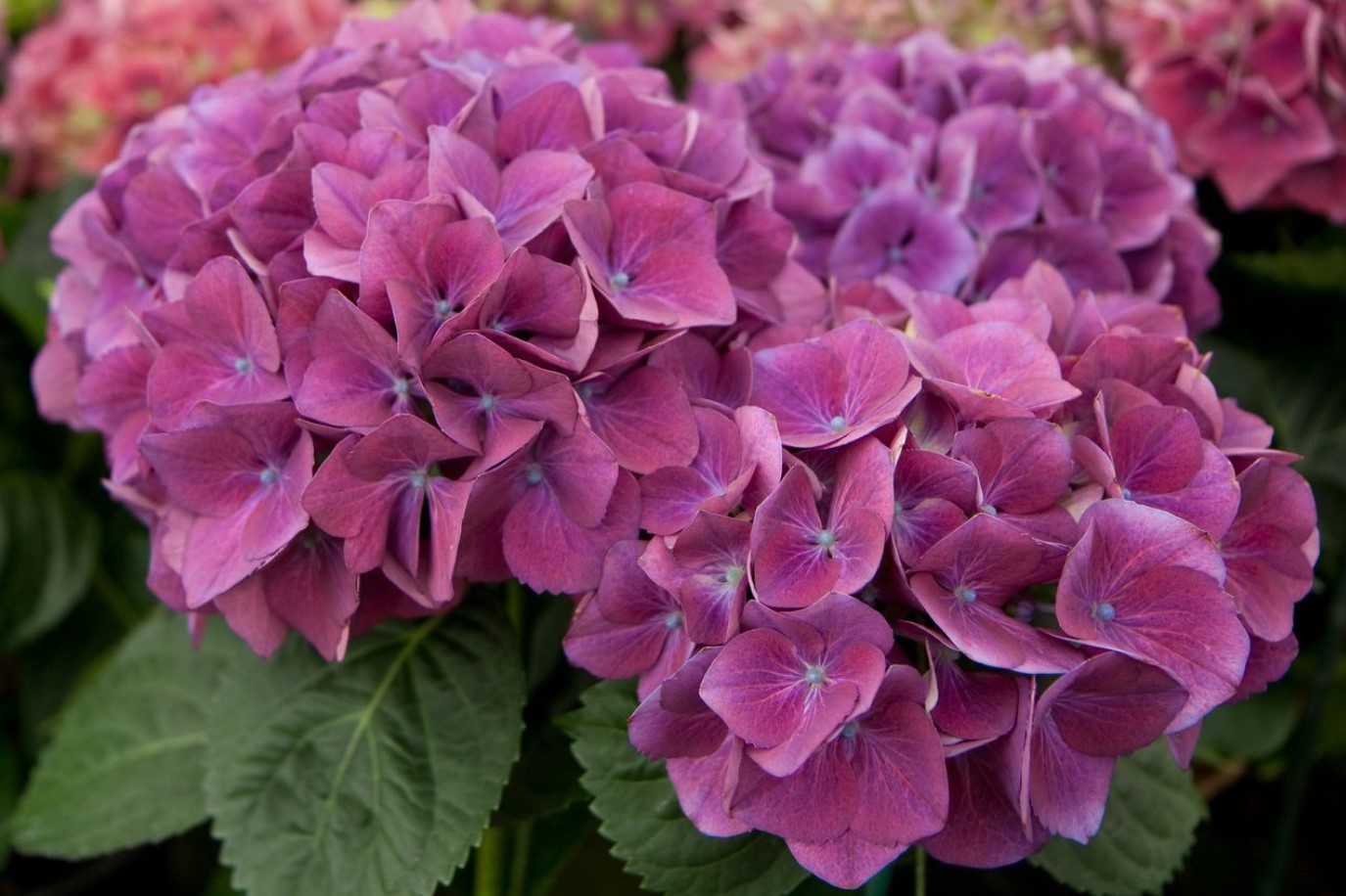 Vildblomstret eller storbladet hortensia: hvilken skal man vælge, og hvad er forskellen mellem dem?