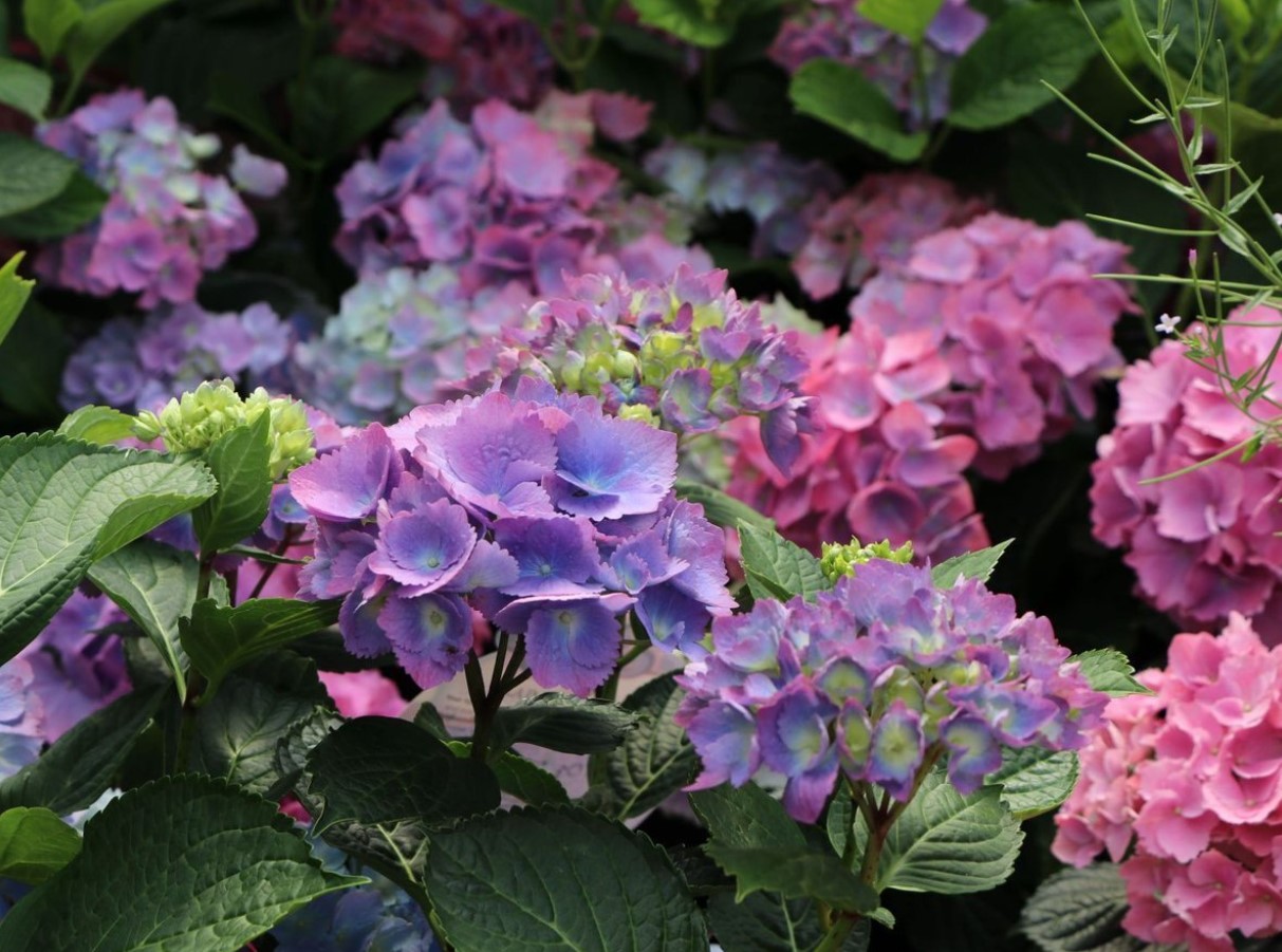 Vildblomstret eller storbladet hortensia: hvilken skal man vælge, og hvad er forskellen mellem dem?