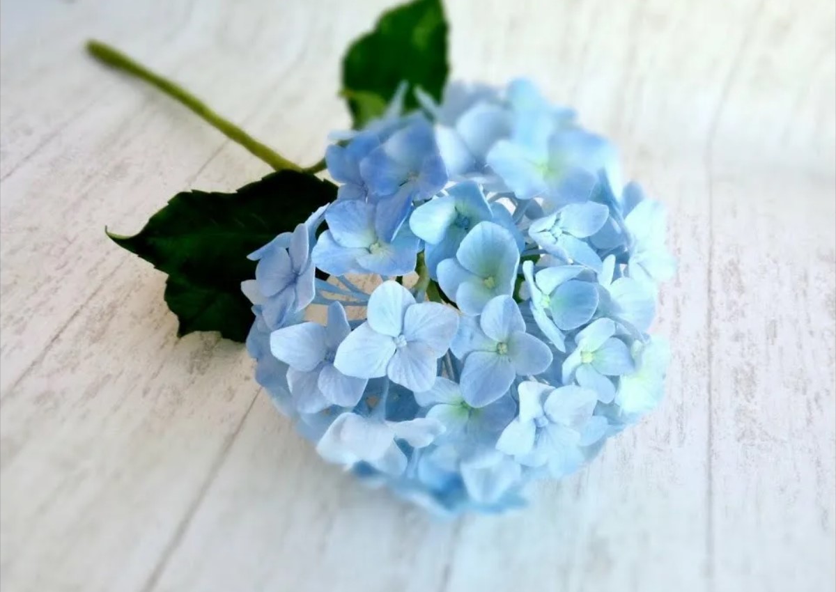 Giv dine hortensiaer en almindelig køkkenrest for at få smukke store blå blomster