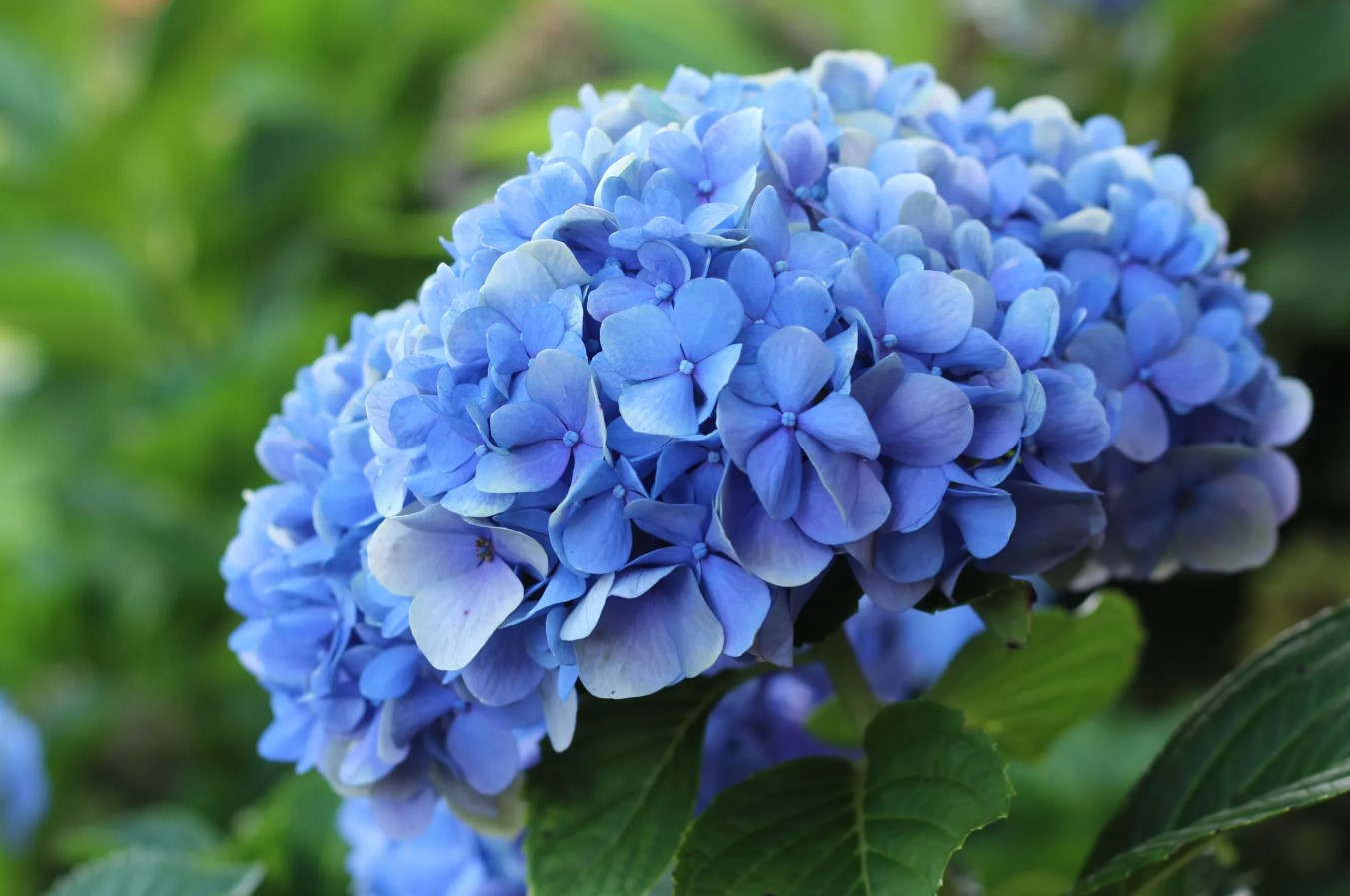 Giv dine hortensiaer en almindelig køkkenrest for at få smukke store blå blomster