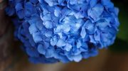 Giv dine hortensiaer en almindelig køkkenrest for at få smukke store blå blomster