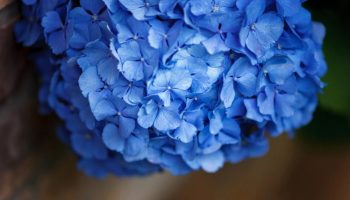Giv dine hortensiaer en almindelig køkkenrest for at få smukke store blå blomster