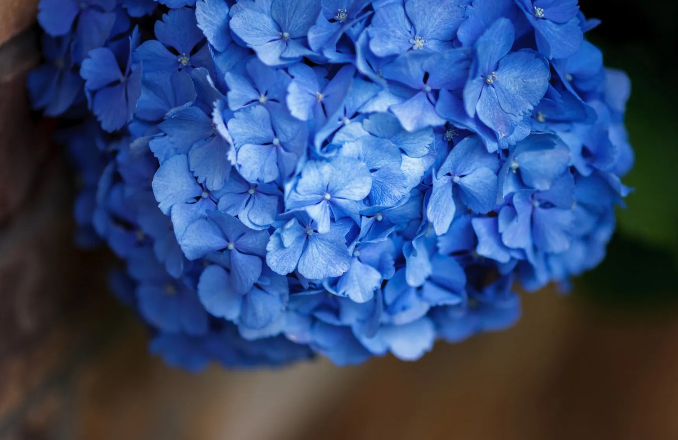 Giv dine hortensiaer en almindelig køkkenrest for at få smukke store blå blomster