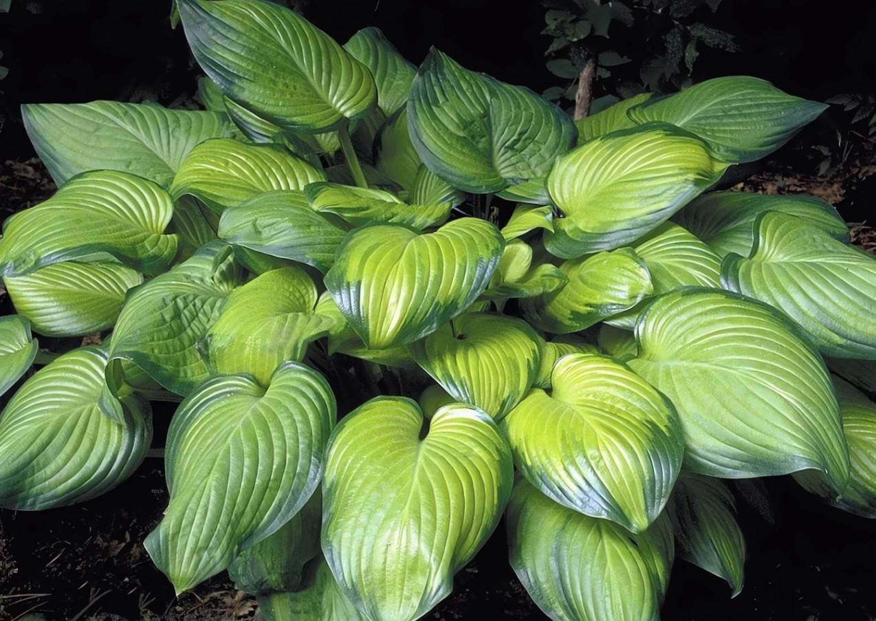 hosta guacamole