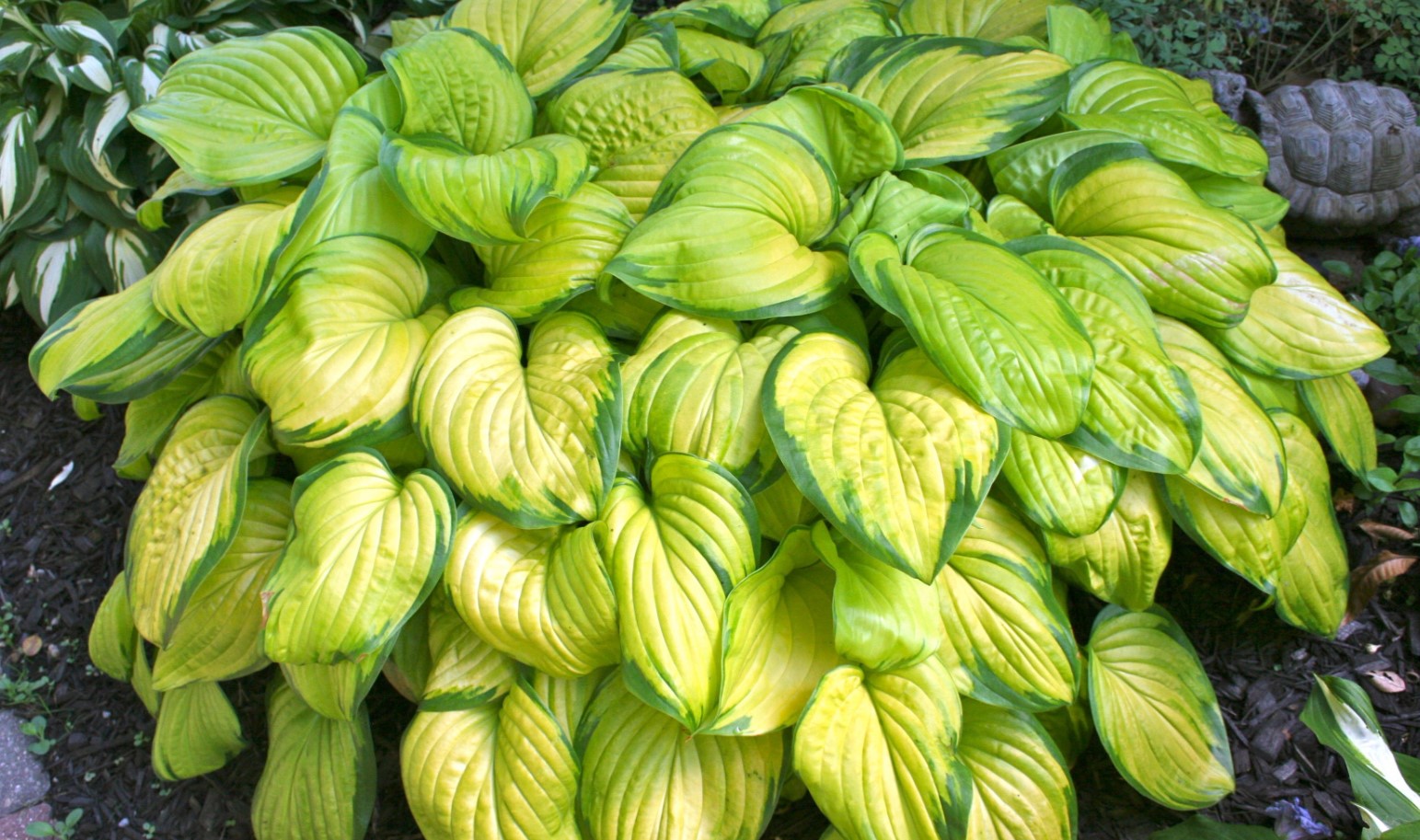 hosta stained glass