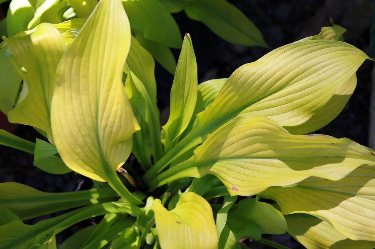 hosta sun power