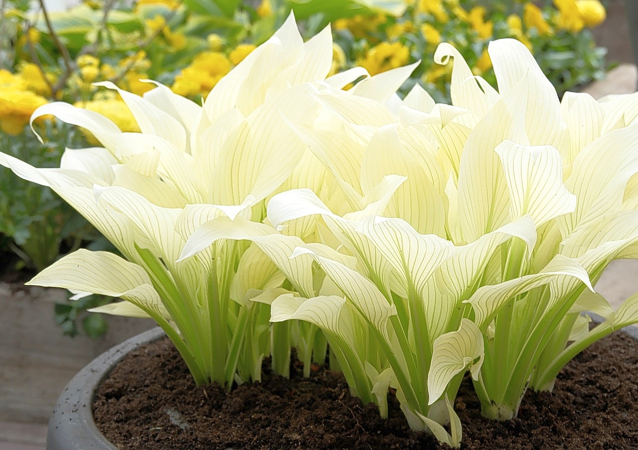 hosta white feather