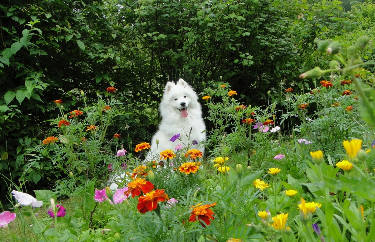 Danskere med hunde opfordres til at undgå to almindelige giftige planter i haven, mens fem andre anses for sikre