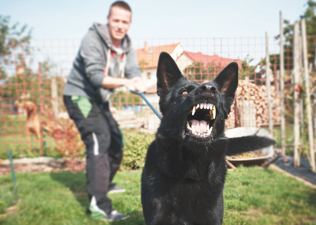 Hvorfor vifter hunde med halen: dyrlæge forklarer dyrenes skjulte adfærd
