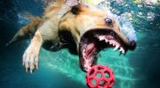 Flusede svømmere: hvilke hunde er født til vandet – og hvorfor må man ikke nægte dem at bade