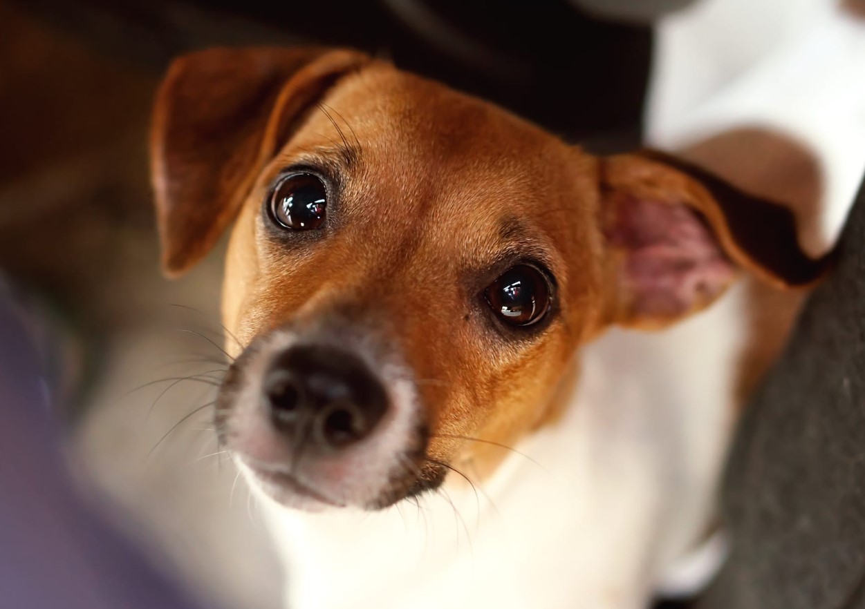 Hvorfor vifter hunde med halen: dyrlæge forklarer dyrenes skjulte adfærd