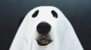 Kan hunde se spøgelser? Fakta, som dyrlæger ikke taler om