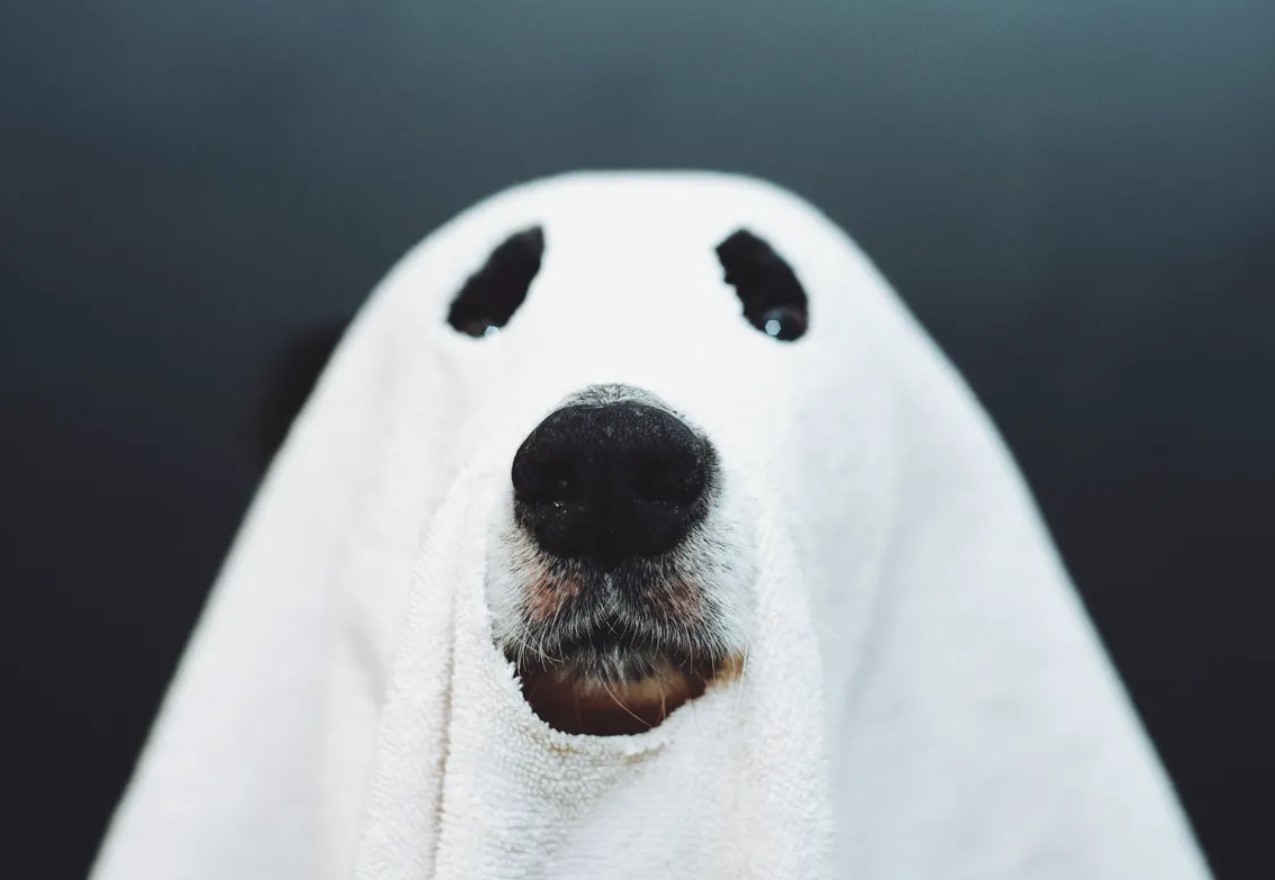 Kan hunde se spøgelser? Fakta, som dyrlæger ikke taler om
