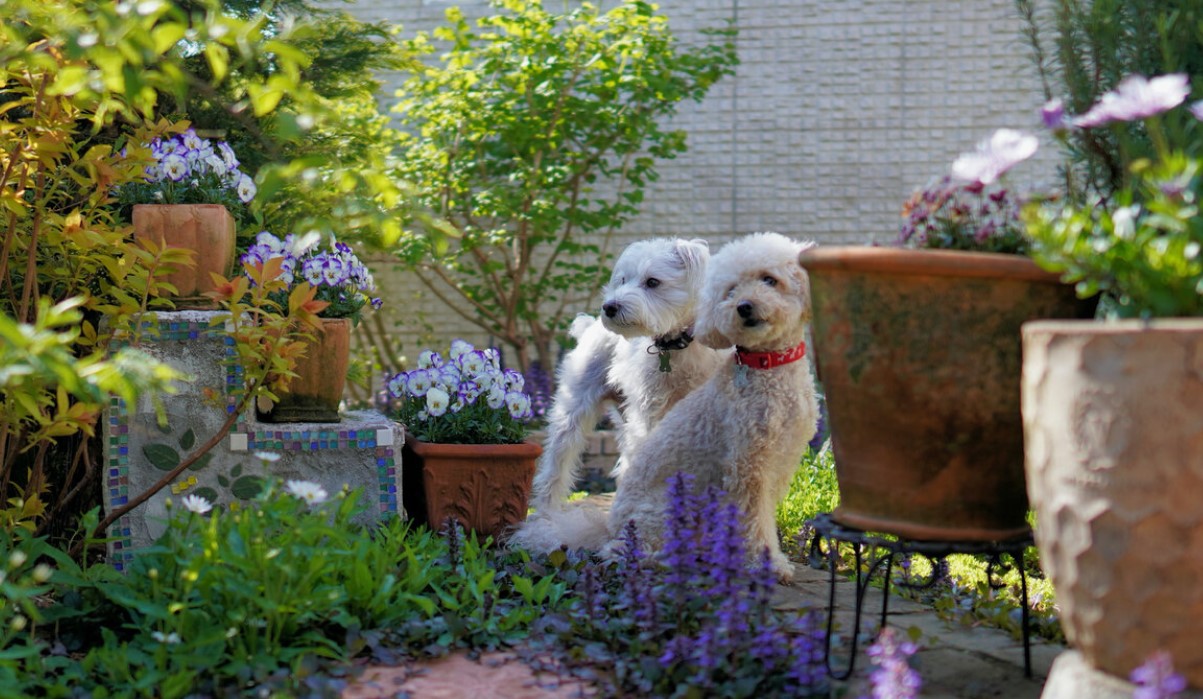 Danskere med hunde opfordres til at undgå to almindelige giftige planter i haven, mens fem andre anses for sikre