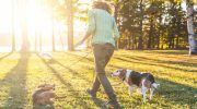 Gå tur med hunden i varmen? Martin Rütter deler 7-sekunders-reglen for, hvornår det er sikkert
