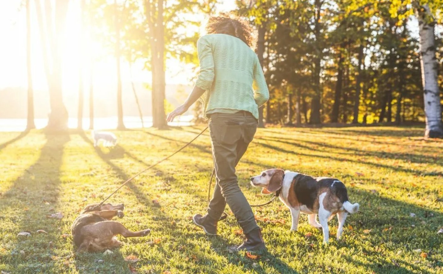 Gå tur med hunden i varmen? Martin Rütter deler 7-sekunders-reglen for, hvornår det er sikkert
