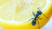 Top 5 måder at slippe af med insekter i hjemmet uden brug af kemikalier