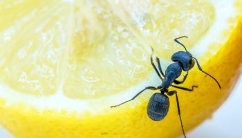 Top 5 måder at slippe af med insekter i hjemmet uden brug af kemikalier